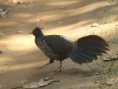 /album/some-overseas-trips/male-kalij-pheasant-corbett2-jpg/